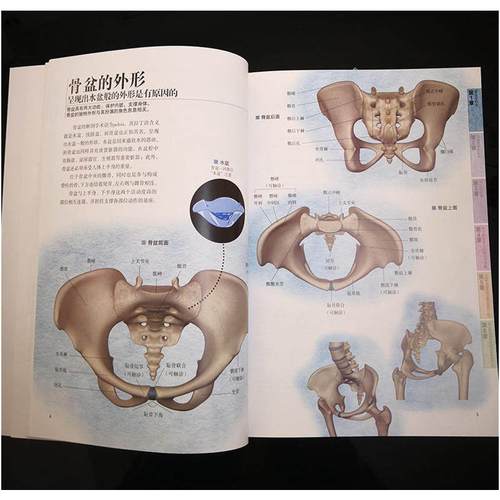 完美训练结合调节康复图解解剖骨盆
