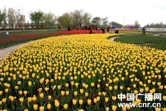新疆五家渠第八届郁金香节开幕