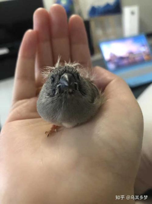 珍珠鸟夫妻生的小鸟