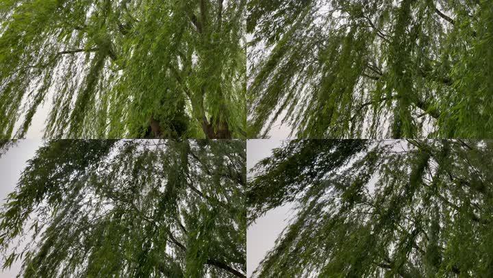 柳树 垂柳 风 刮风 大风 摇摆 摇曳 树 大树 柳树 天气