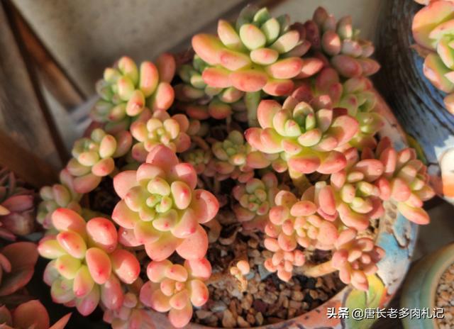 没时间去香格里拉那养一棵叫香格里拉的多肉吧淡淡的香味好闻