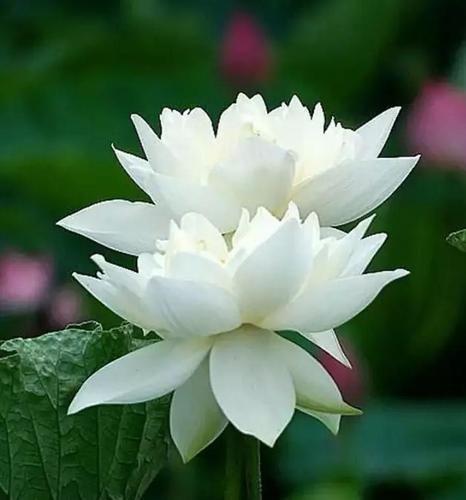 这组被白莲花家控组了,好一朵盛世白莲花