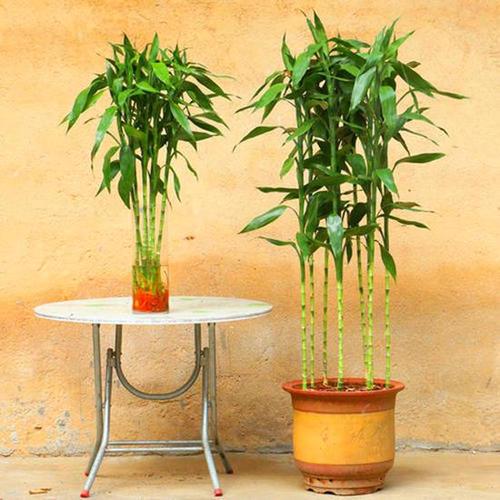 富贵竹究竟摆放在什么方位好呢