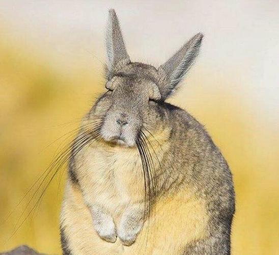 一只爱打盹的"鼠兔"靠睡觉,获得了30万多个赞