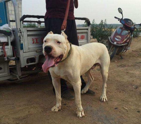三个月的马犬杜高犬的价格商品大图