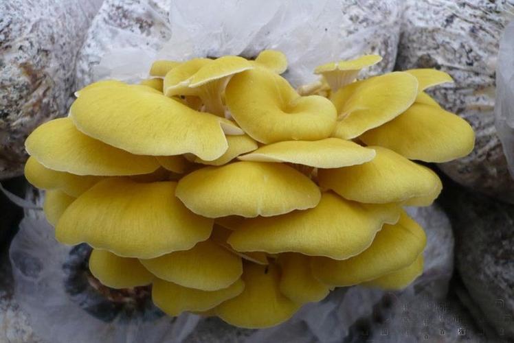 东北野生榆黄蘑1kg