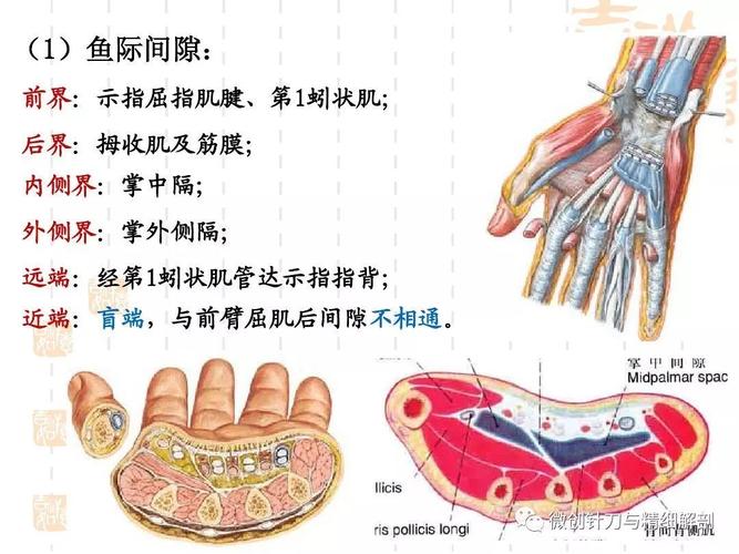 手掌的精细解剖