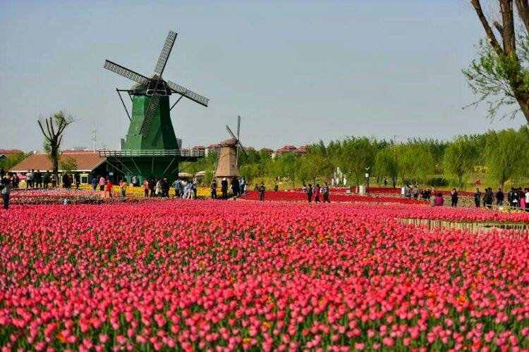 滨州秦皇河公园,郁金香花开