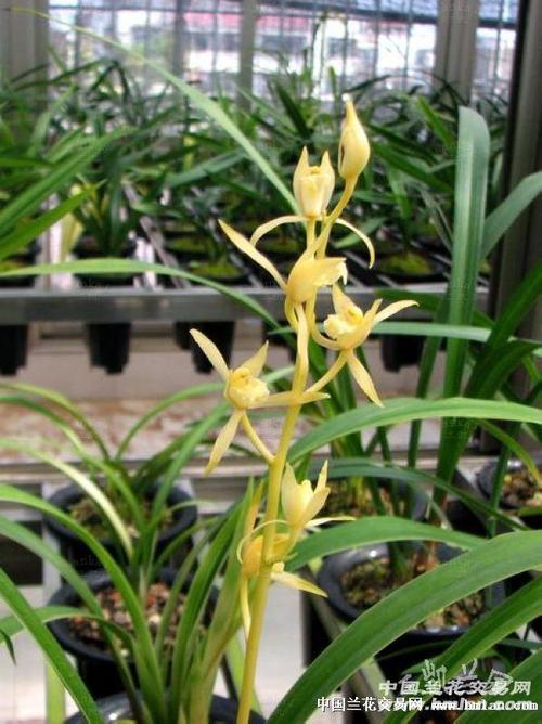 *金公主*母苗~0起拍