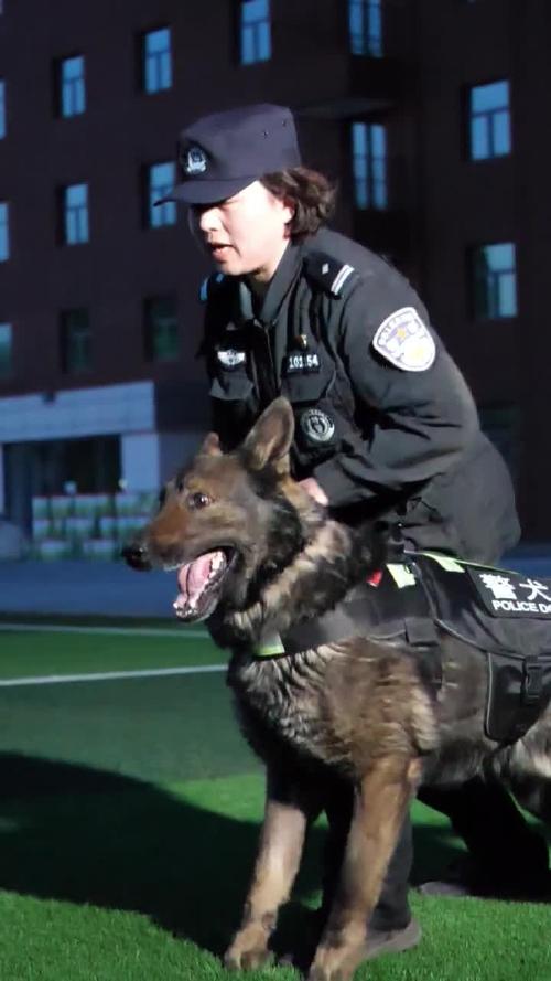 你想象中的警犬与实际中的警犬