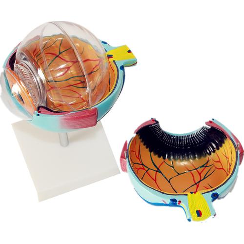 医用人体眼球模型眼放大模型感觉器官眼科专用