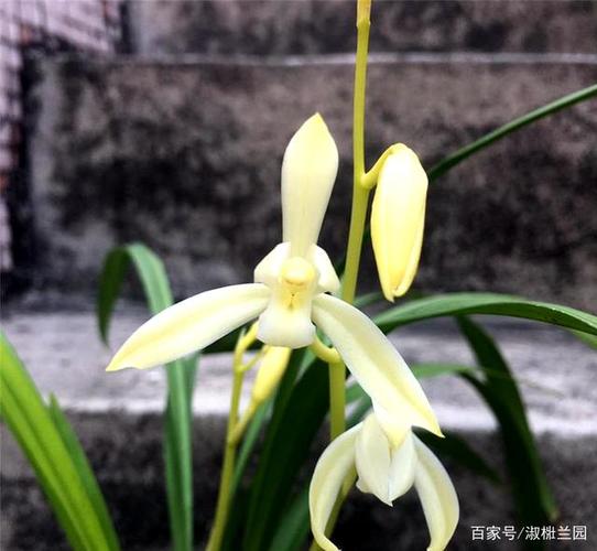 兰花娱乐欣赏,建兰黄色素花田黄玉也称牙黄素,因黄芽黄素花得名