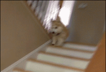 论一只短腿狗的悲伤,下个楼梯都得小心翼翼的