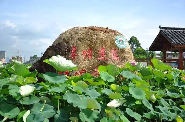 覃塘莲藕,闻名遐迩.