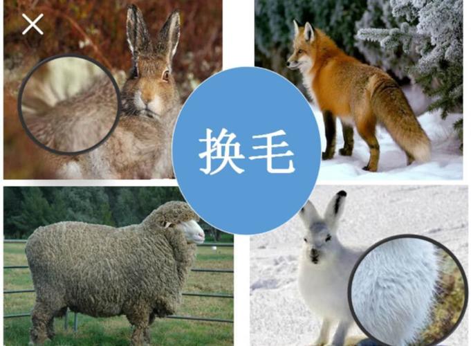 换毛的动物