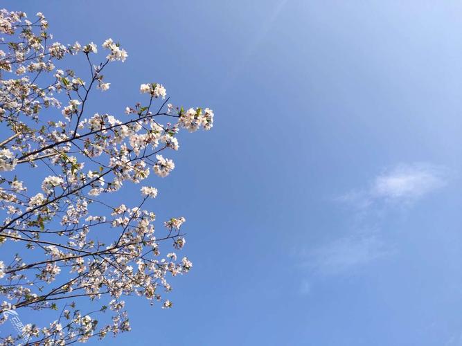 最美人间四月天额