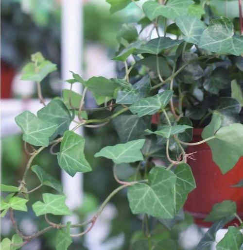 路边见常春藤长的太好,截取了一根回家,一扦插就活了!