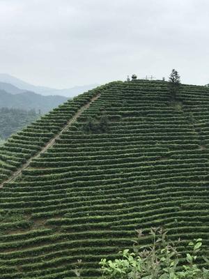 四川新闻 即时快讯   据悉,汤湖茶山梯田景区位于素有"世界名茶原产地