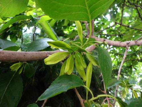 喝杜仲有什么好处)