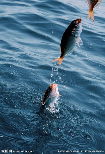 跳跃的鱼图片