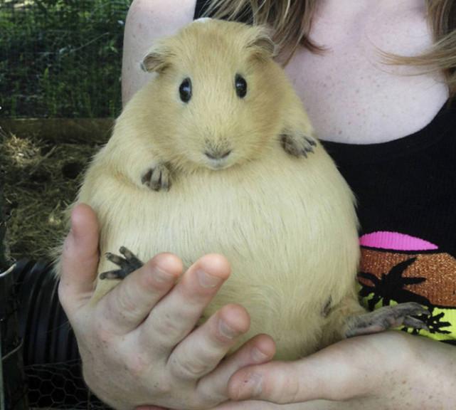 6只怀孕后大肚子的动物们,圆滚滚的身体太可爱了!