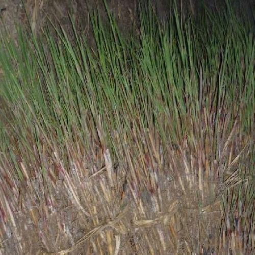 芦苇是不是茅根草变化出来的