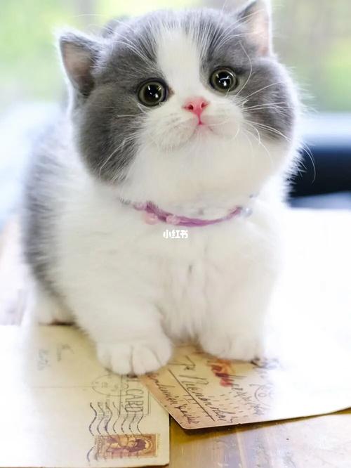 蓝白曼基康矮脚猫 曼赤肯短腿猫_曼基康_矮脚猫_包子_曼基康矮脚猫