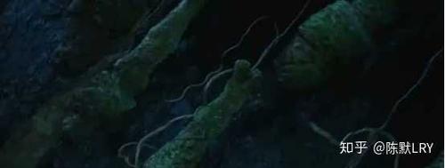 你对五部连拍的《鬼吹灯》系列有何期待?