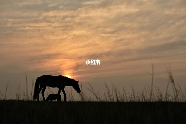 草原落日_草原_夕阳_希拉穆仁草原攻略_蒙古人圣地攻略_旅行_夏天去哪