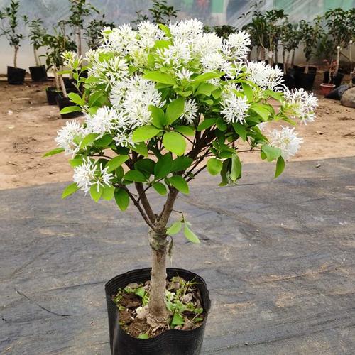 雪罗盆栽小花苗植物花卉流苏雪柳喷雪花绿植室内室外庭院阳台观赏