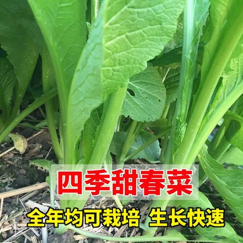 速生甜春菜菜青菜香芥菜耐热寒秋冬四季蔬菜种籽孑仔