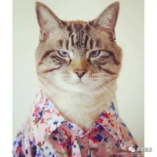 搞笑喵星人图片小集锦猫咪真是太逗了啊