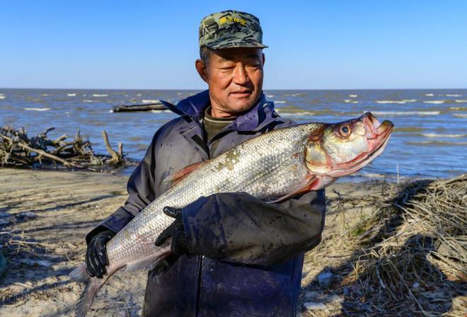 兴凯湖的陷阱移植了20年的大银鱼现在已经成功被推翻了吗
