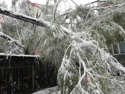 11月5日晚的一场大雪,使得一些大树的树枝被雪压断或压弯,6日一上班