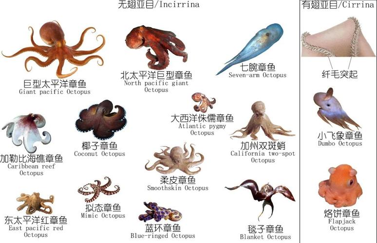 深度研究章鱼,鱿鱼,墨鱼等软体动物(上)(作者:zam)