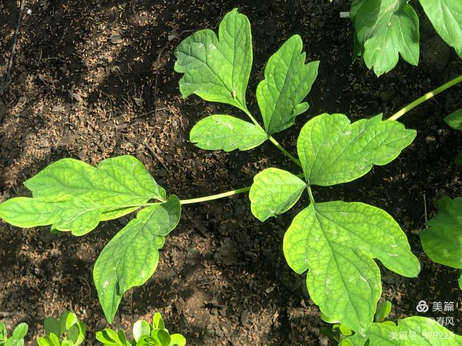 唯有牡丹真国色