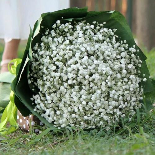 给老师送什么花比较好 几种适合送给老师的花