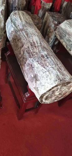 新疆硅化木是怎么形成的?