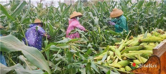 玉米进入采收期,尽管连日来强冷天气来袭,但农户冒着寒冷天气收获玉米