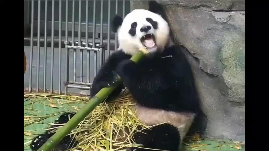 熊猫大娇:吃到最后还遇到个硬茬,展示我咬合力的时候到了