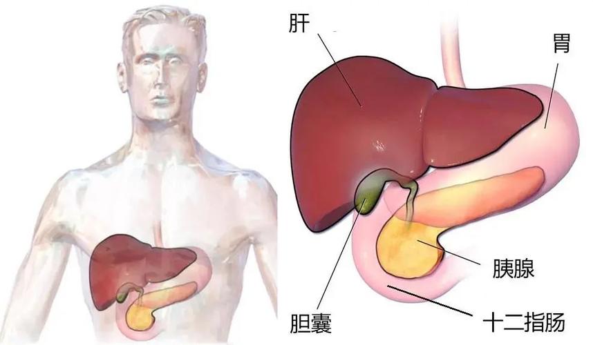 起病特别隐匿,由于胰腺的位置很特殊,引起的疼痛没有特异性,可
