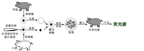 下图为研究人员繁殖荧光猪的过程示意图,请分析并回答相关问题.