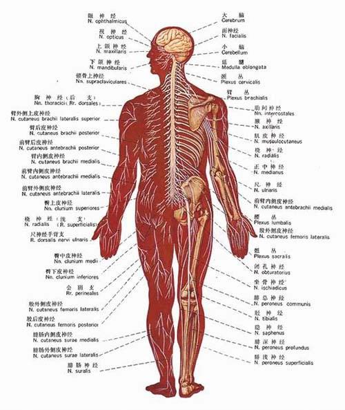 【系统结构】人体八大系统的作用 人体八大系统功能结构图