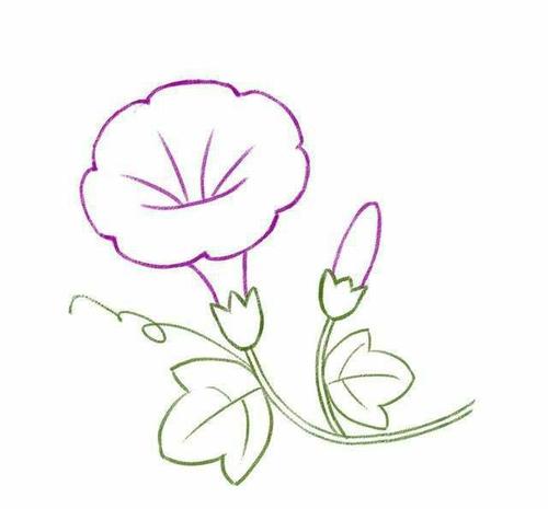 牵牛花简笔画.