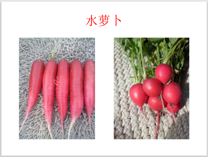 四季萝卜   四季萝卜俗称红丁,植株矮小,肉质根小,呈球形,短
