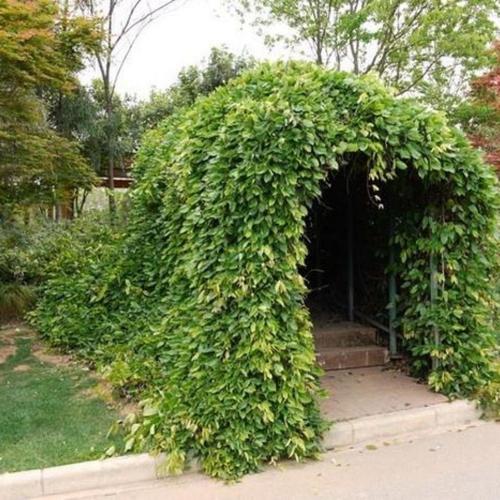 油麻藤种子别称牛马藤常绿油麻藤大血藤常绿木质观花藤本植物 农民老