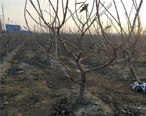 车厘子树苗价格,车厘子树苗品种介绍