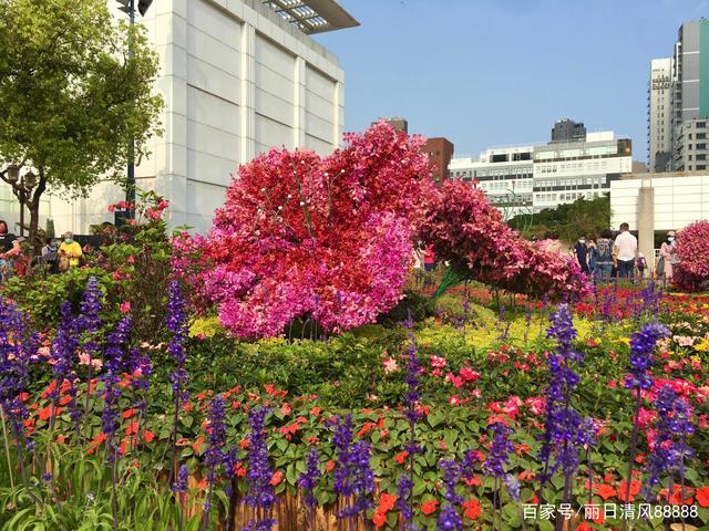 2021香港花展,九龙公园观杜鹃,中环海滨赏郁金香