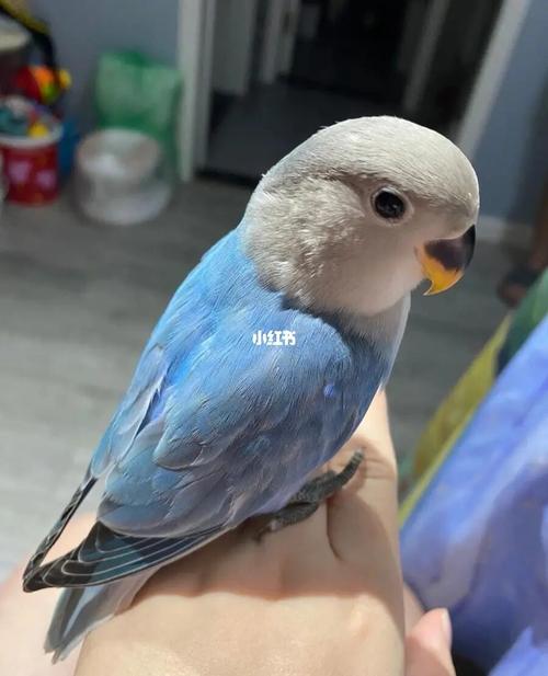 合法牡丹鹦鹉松石基因蓝闪派公_松石_鹦鹉_牡丹_断奶