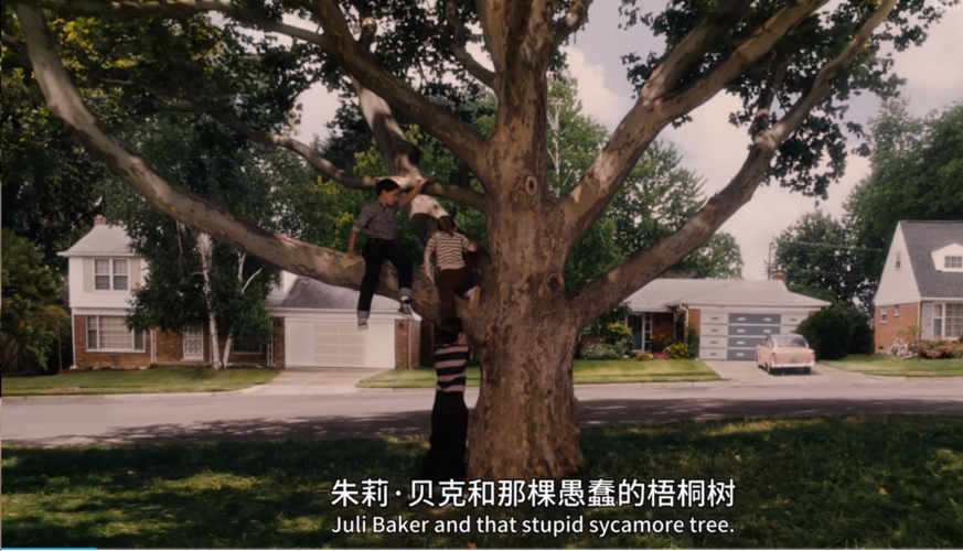 心动》有关的评论下面都会提到"电影里面是梧桐树,原著小说是无花果树